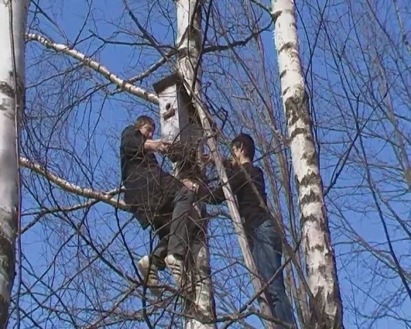 Скворцы прилетели